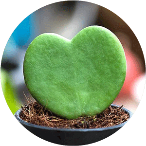 Heart-shaped plant called Hoya Kerrii in a black pot.